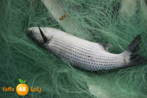 sayyadnewyaffa3 (41).JPG